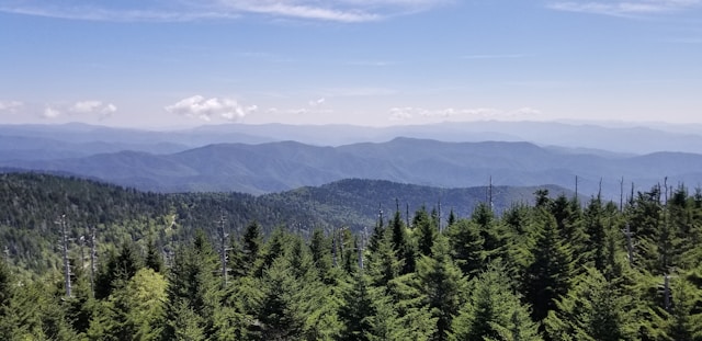 A view over the trees and mountains in The Great Smoky Mountains