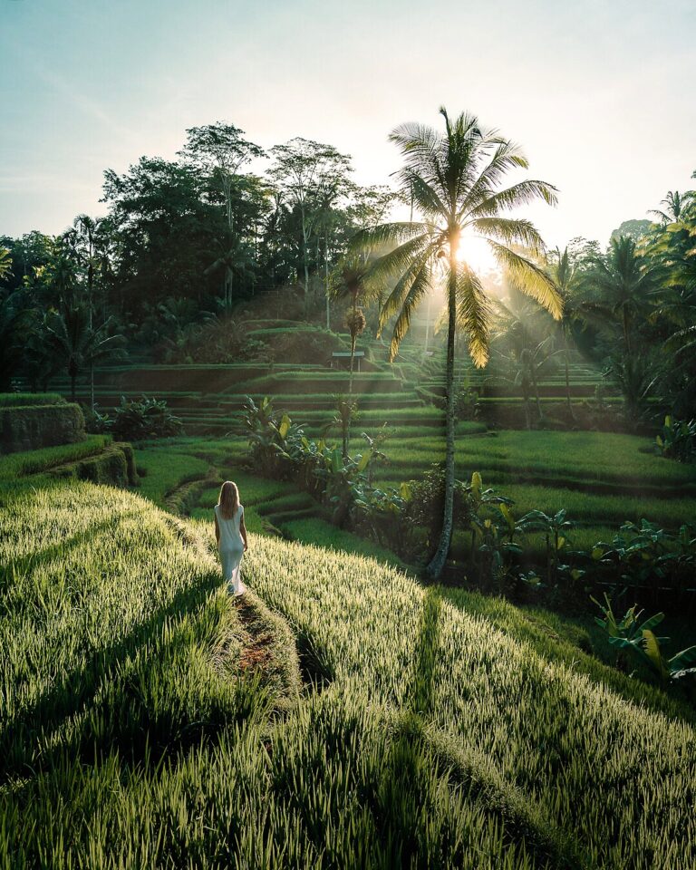 Bree walks through the tea fields in Indonesia at sunrise