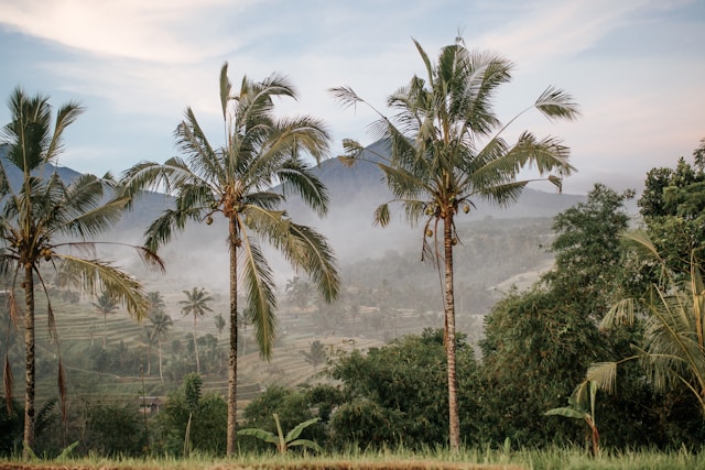 palm trees sit amongst the tea field in Bali