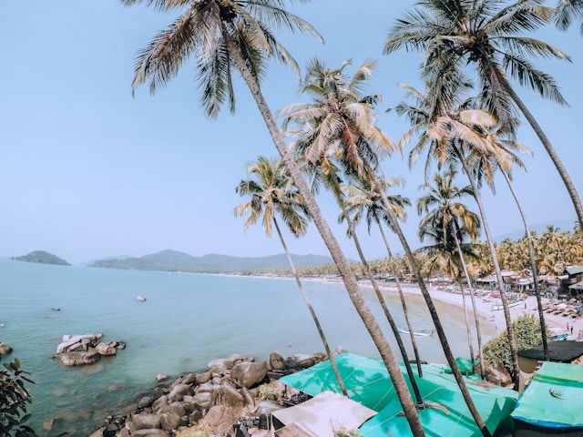 palm trees and and a sliver of coast alongside the ocean in Goa, India